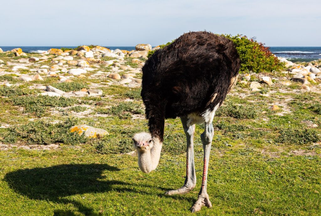En strutsehann bøyer hodet mot det korte gresset, med svart fjærdrakt, blågrå hals og rødlige bein, lyse klipper og havet bak seg