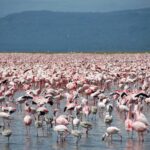 Tusenvis av rosa dvergflamingoer, med noen grå unger, dekker det grunne vannet helt til horisonten foran mørke åser
