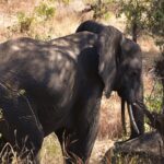 En elefant skrått forfra i høyt, tørt gress, med utslått øre og synlige støttenner, i skyggen av trærne