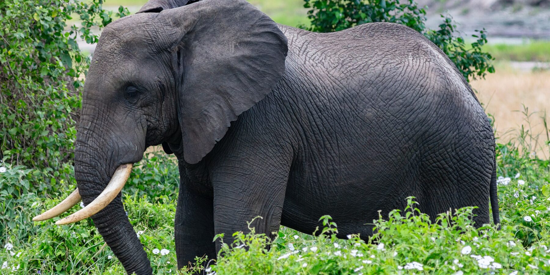 En elefant i profil i grønn vegetasjon med hvite blomster, øret utspilt og støttennene bøyd fremover