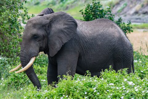 En elefant i profil i grønn vegetasjon med hvite blomster, øret utspilt og støttennene bøyd fremover