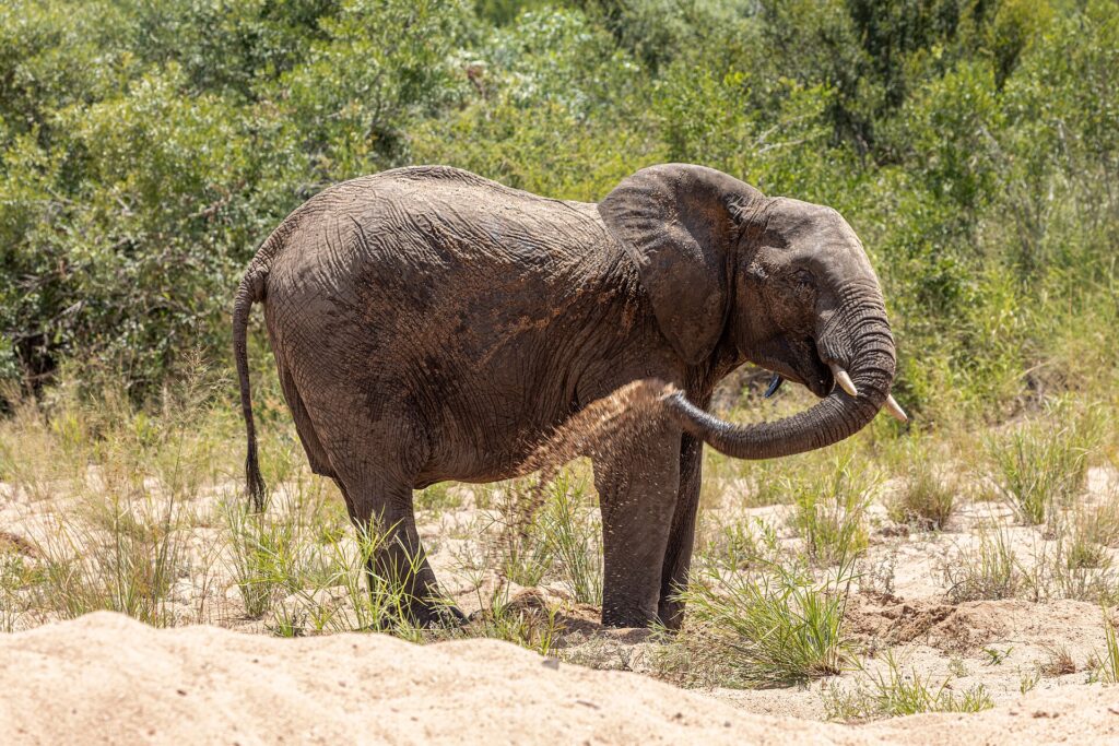 En elefant står i sanden i et uttørket elveleie og kaster sand på siden med snabelen, grønn bush bak