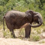 En elefant står i sanden i et uttørket elveleie og kaster sand på siden med snabelen, grønn bush bak