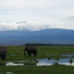To elefanter i en oversvømt sump med grønt gress, den ene bakfra og den andre i profil, den hvite toppen av Kilimanjaro over et skybånd
