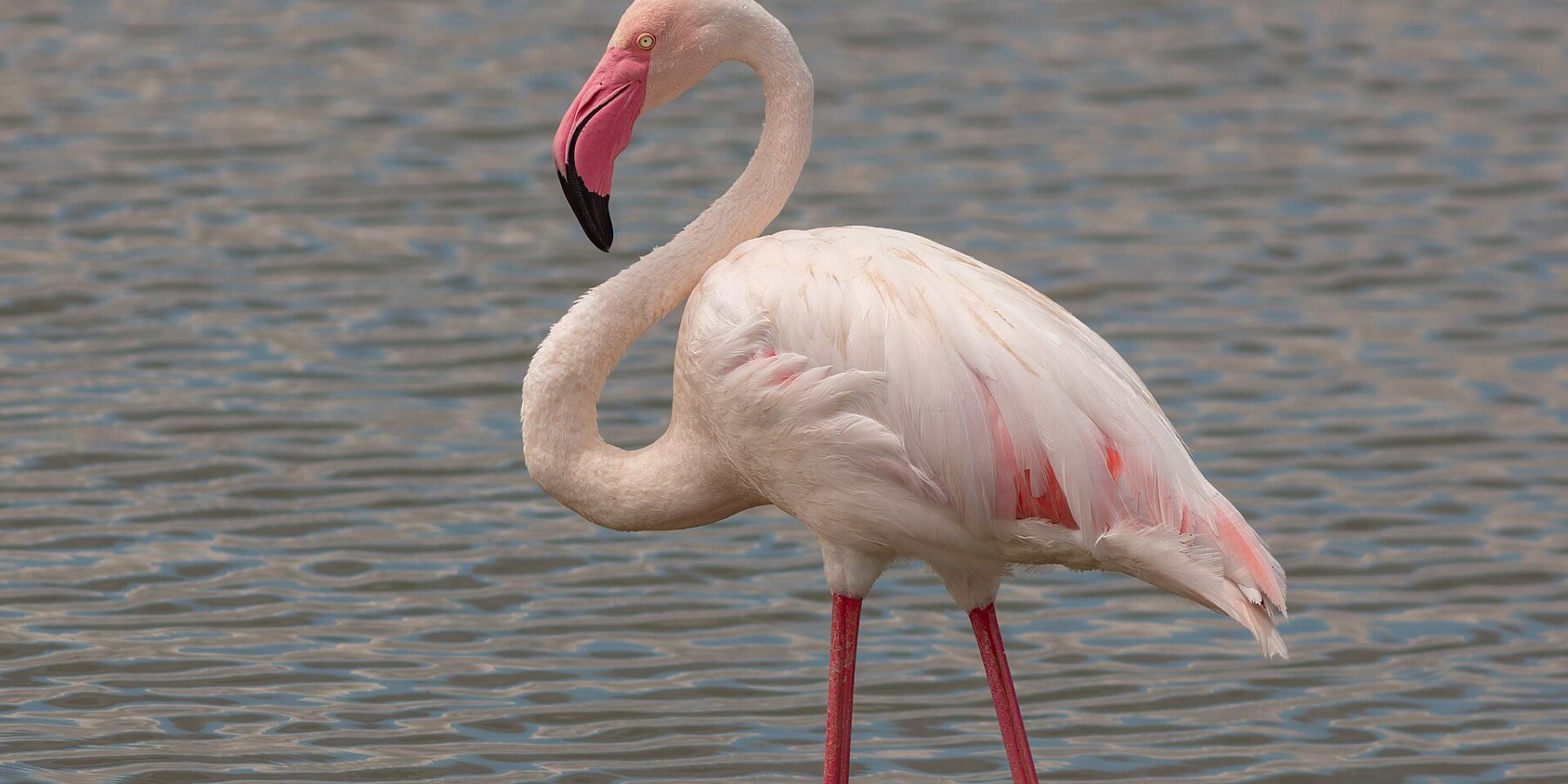 En rosenflamingo står i grunt vann, med hvit og rosa fjærdrakt, rødkantede vinger og et rosa nebb med svart spiss bøyd inn mot halsen