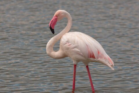 En rosenflamingo står i grunt vann, med hvit og rosa fjærdrakt, rødkantede vinger og et rosa nebb med svart spiss bøyd inn mot halsen