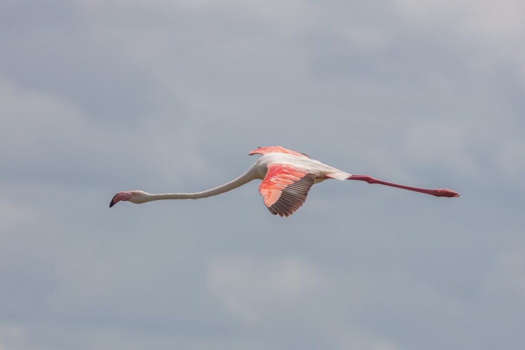 En rosenflamingo i flukt med strukket hals og de røde og svarte vingene utslått mot en grå himmel