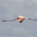 En rosenflamingo i flukt med strukket hals og de røde og svarte vingene utslått mot en grå himmel