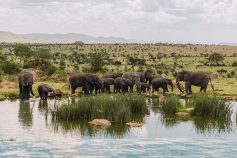 En elefantflokk ved vannhullet, sett fra uendelighetsbassenget på Four Seasons Safari Lodge Serengeti