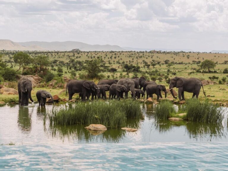 En elefantflokk ved vannhullet, sett fra uendelighetsbassenget på Four Seasons Safari Lodge Serengeti