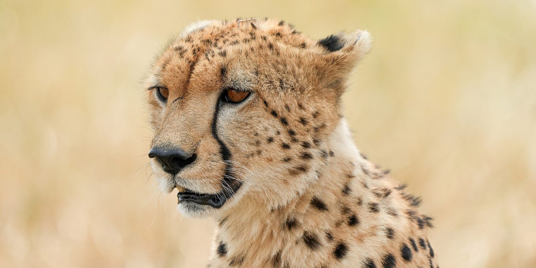 Portrett av en gepard sett skrått forfra, med de svarte tårestripene fra øyekroken til snuten godt synlige, mot en uskarp bakgrunn av tørt gress