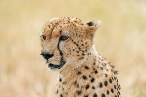 Portrett av en gepard sett skrått forfra, med de svarte tårestripene fra øyekroken til snuten godt synlige, mot en uskarp bakgrunn av tørt gress