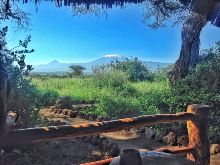 Den snødekte toppen av Kilimanjaro over den grønne savannen, bak et tregjerde