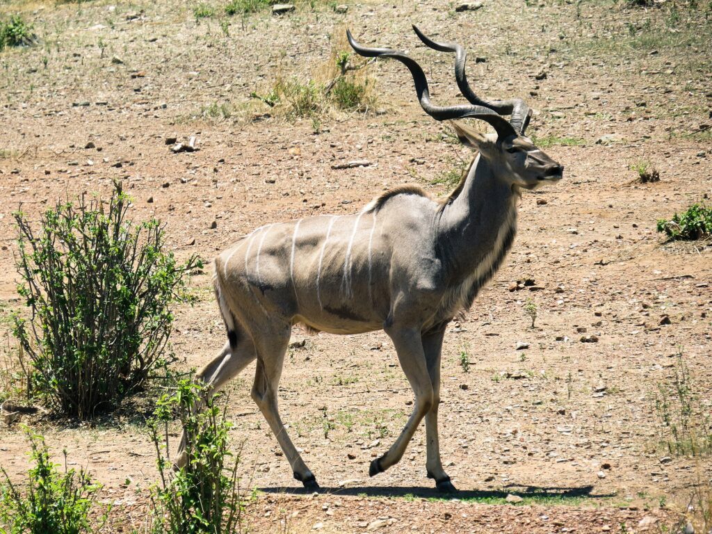 En hann av stor kudu går på steinete grunn, med spiralhorn og tynne hvite striper på sidene