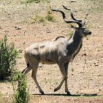En hann av stor kudu går på steinete grunn, med spiralhorn og tynne hvite striper på sidene
