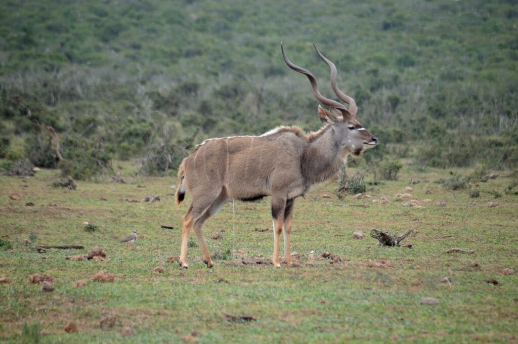 En hann av stor kudu i profil på kort gress, med lange spiralhorn og tynne hvite striper på siden, en kronvipe på bakken og tett busk bak