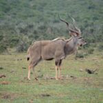 En hann av stor kudu i profil på kort gress, med lange spiralhorn og tynne hvite striper på siden, en kronvipe på bakken og tett busk bak