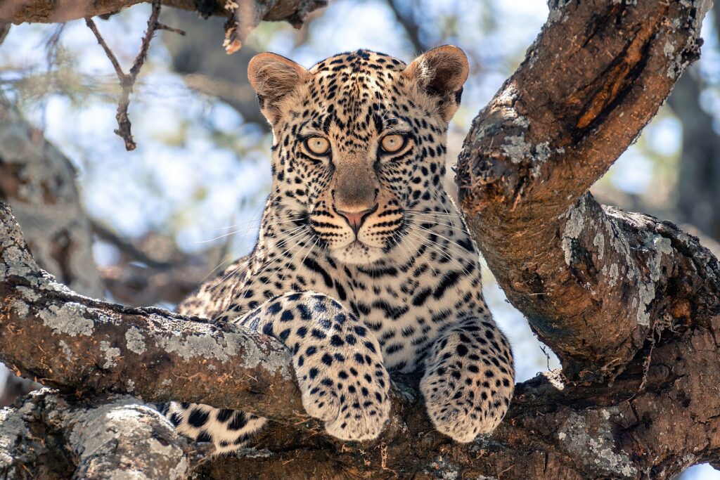 En ung leopard ligger på en tykk grein og ser rett mot kameraet