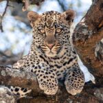 En ung leopard ligger på en tykk grein og ser rett mot kameraet