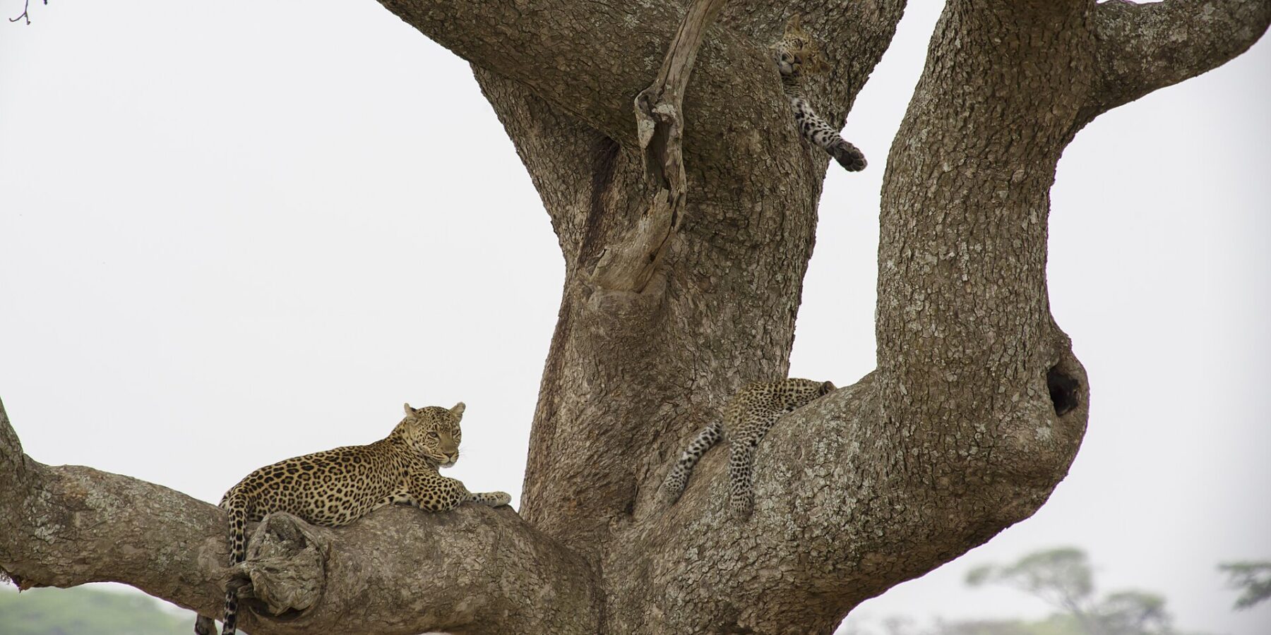 To leoparder i et stort tre, den ene ligger på en tykk grein og ser ut i det fjerne, mens en unge over den lar en pote henge ned