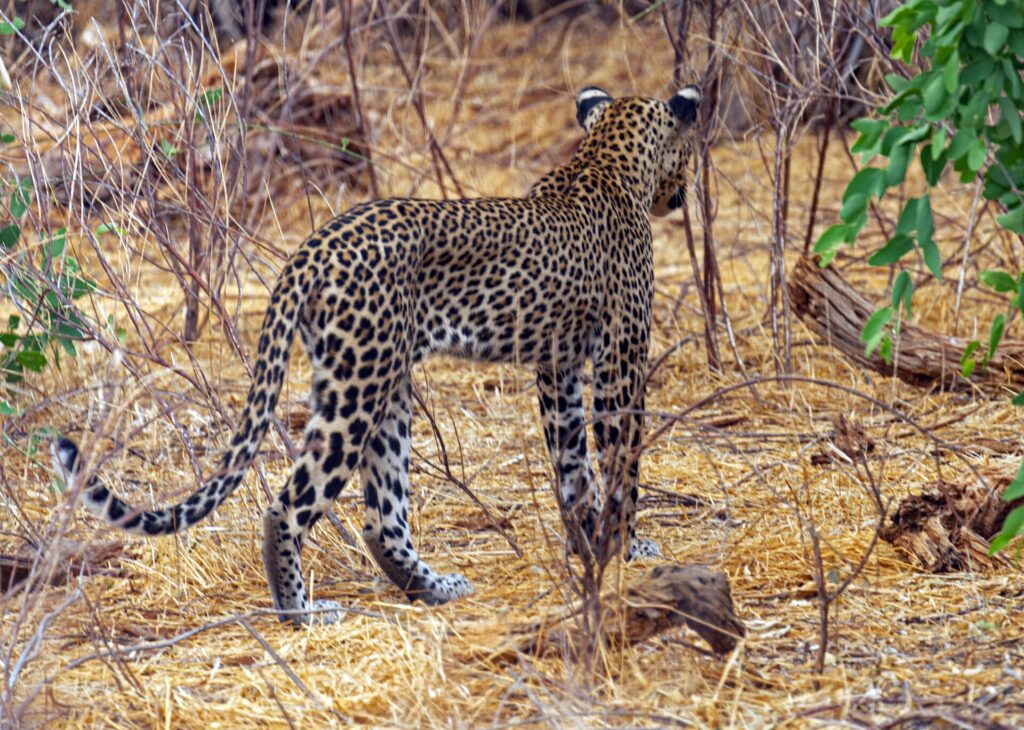 En leopard sett bakfra går bort i det tørre gresset mellom nakne busker, med halen bøyd opp i en krok