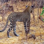 En leopard sett bakfra går bort i det tørre gresset mellom nakne busker, med halen bøyd opp i en krok