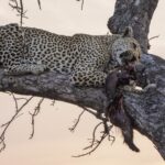 En leopard ligger strukket ut på en tykk grein i skumringen med et byttedyr med mørk pels i kjeften, og rosa himmel bak de nakne greinene