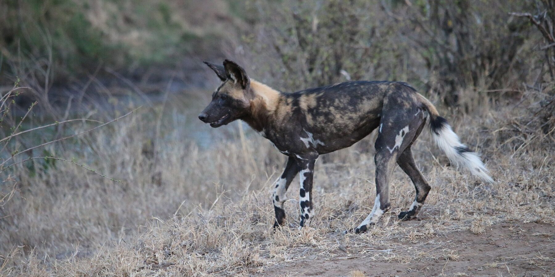 En afrikansk villhund går i profil i tørt gress, med pels marmorert i svart, gulbrunt og kremhvitt, store, runde ører som står rett opp og hale med hvit spiss