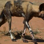 En mager afrikansk villhund går med hodet lavt på den røde jorda, med gulbrun og svart pels og hvitflekkete bein