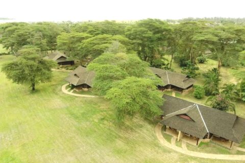 Stråtakene på Ol Tukai Lodge mellom akasiene, i Amboseli nasjonalpark