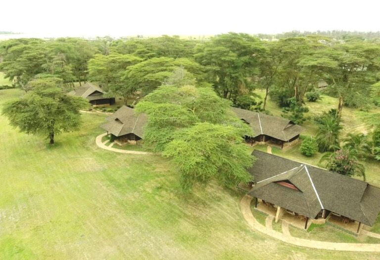 Stråtakene på Ol Tukai Lodge mellom akasiene, i Amboseli nasjonalpark