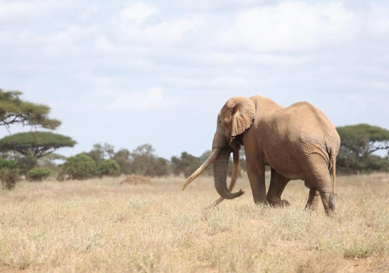 En elefant med lange støttenner i det tørre gresset, foran akasier