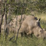 Et hvitt neshorn beiter med hodet lavt i det grønne gresset bak noen unge trestammer, med nakkepukkelen godt synlig og kort horn
