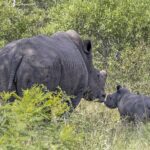 En hunn av hvitt neshorn med avsagd horn og huden dekket av tørket gjørme berører ungen sin med mulen i den grønne bushen