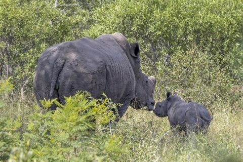 En hunn av hvitt neshorn med avsagd horn og huden dekket av tørket gjørme berører ungen sin med mulen i den grønne bushen