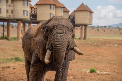 En elefant i forgrunnen, foran de runde tårnene på påler på Salt Lick Safari Lodge