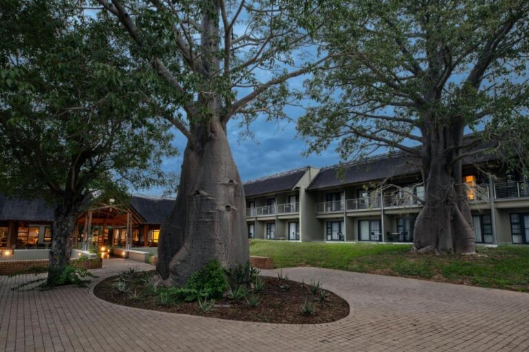 To baobaber på den brolagte gårdsplassen på Skukuza Safari Lodge, foran romfløyene, i skumringen