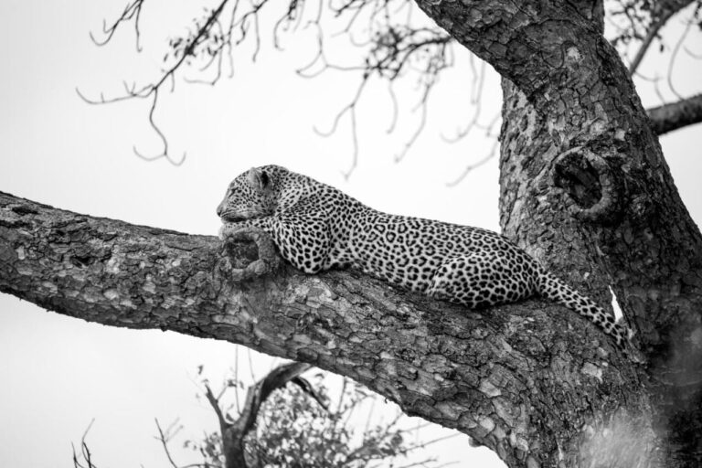En leopard som ligger på en tykk grein, i svart-hvitt