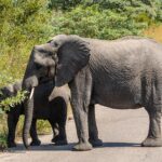 En elefantku krysser en asfaltert vei i profil, en ung elefant bak henne river blader av en busk i veikanten, grønn bush rundt