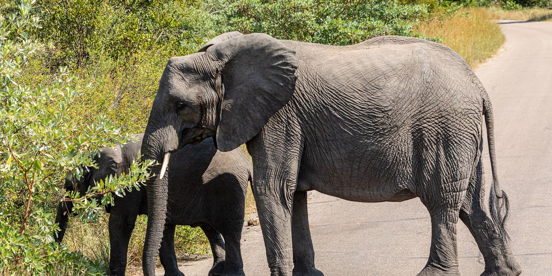 En elefantku krysser en asfaltert vei i profil, en ung elefant bak henne river blader av en busk i veikanten, grønn bush rundt