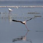 En dvergflamingo letter i løp over det grå vannet, med en lang rekke rosa flamingoer innerst på sjøen