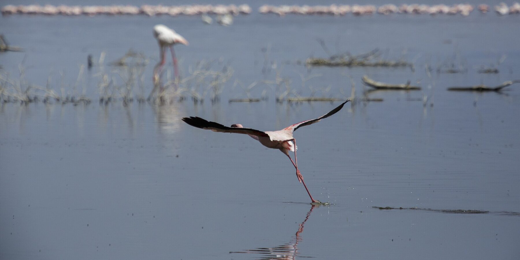 En dvergflamingo letter i løp over det grå vannet, med en lang rekke rosa flamingoer innerst på sjøen