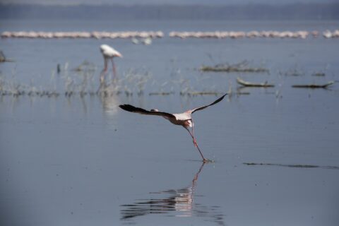 En dvergflamingo letter i løp over det grå vannet, med en lang rekke rosa flamingoer innerst på sjøen