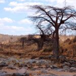 Det steinete elveleiet til Great Ruaha uten vann, et bladløst baobabtre på bredden og sebraer i det fjerne på åsen