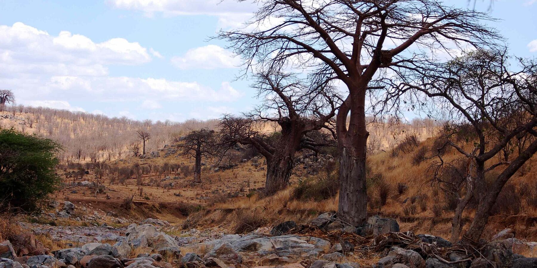 Det steinete elveleiet til Great Ruaha uten vann, et bladløst baobabtre på bredden og sebraer i det fjerne på åsen