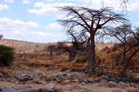 Det steinete elveleiet til Great Ruaha uten vann, et bladløst baobabtre på bredden og sebraer i det fjerne på åsen