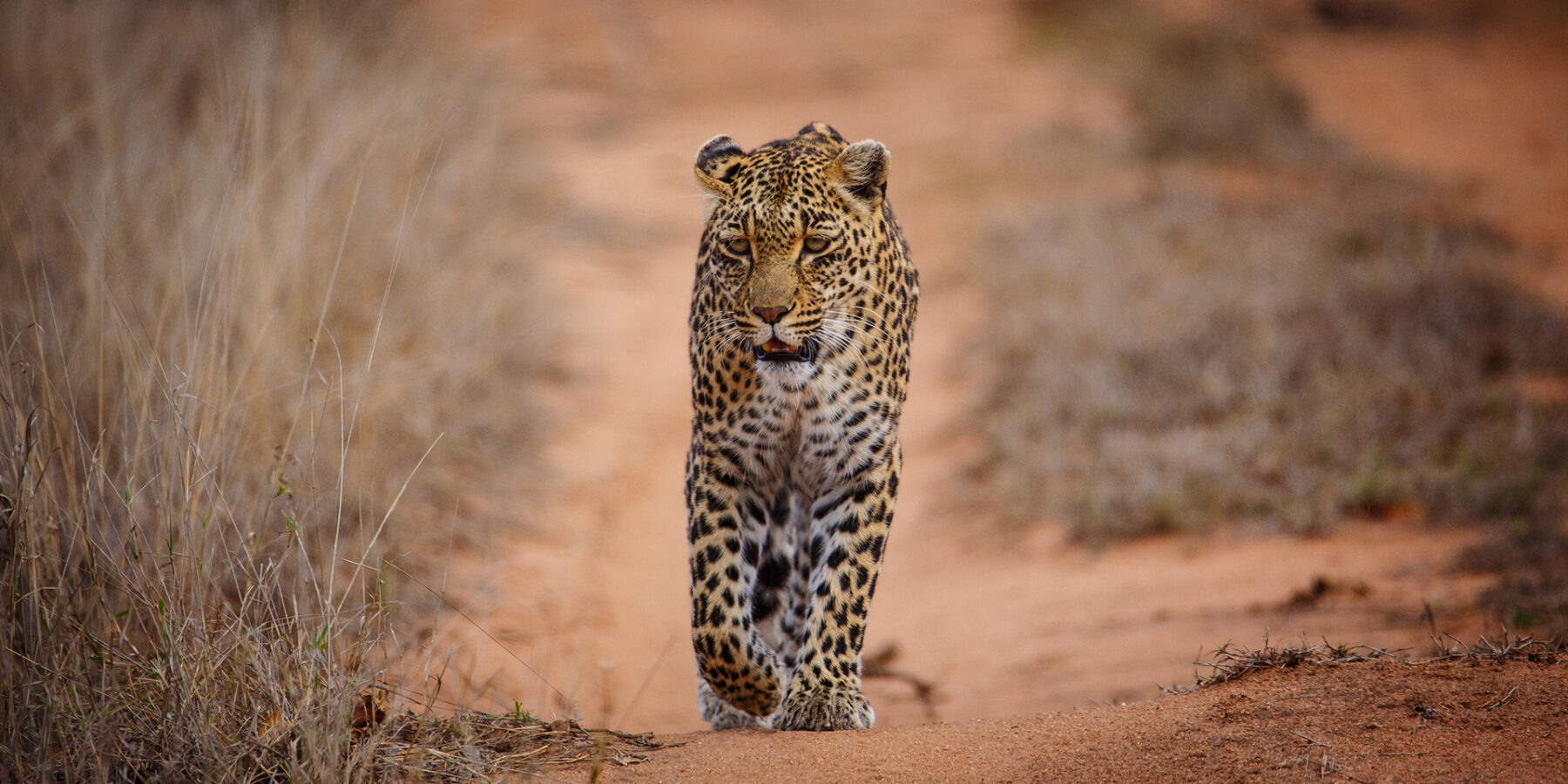 En leopard går rett mot kameraet på et spor av rød sand mellom tørt gress, med fast blikk og ett forbein løftet
