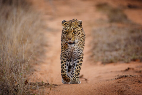 En leopard går rett mot kameraet på et spor av rød sand mellom tørt gress, med fast blikk og ett forbein løftet