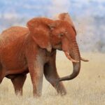 En elefant som er helt rød av lateritt, kaster jord over ryggen med snabelen, med jordklumper i lufta, i tørt gress